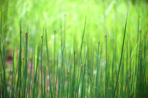 六安市四举措推深做实“农业绿”