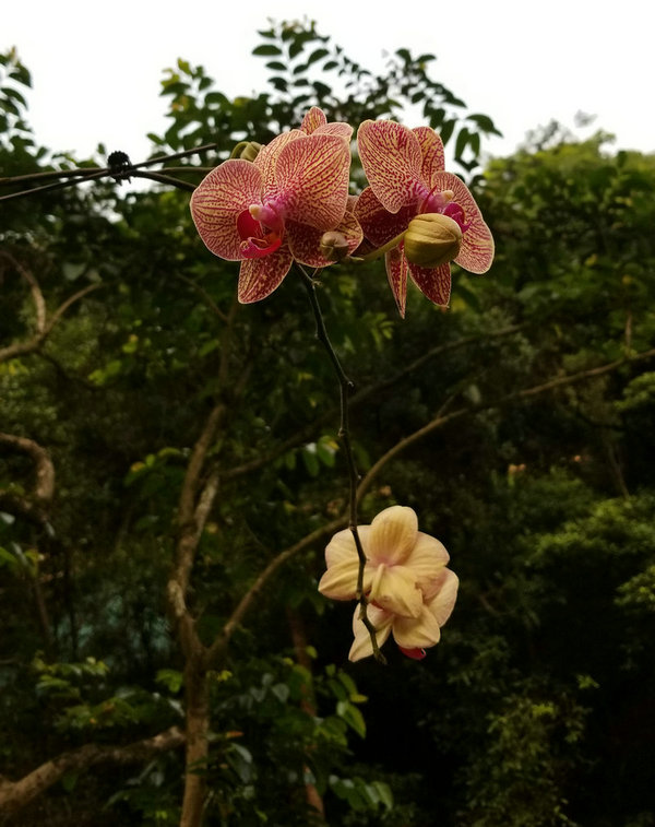 收获美丽的花朵